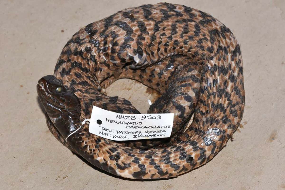 Pickled rinkhals snake in Zimbabwe museum is a brand new species – however it is going to already be extinct