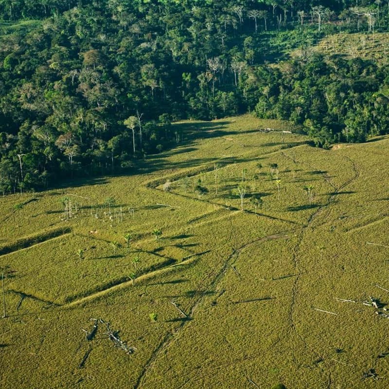 The Amazon would possibly include 1000’s of undiscovered historic buildings