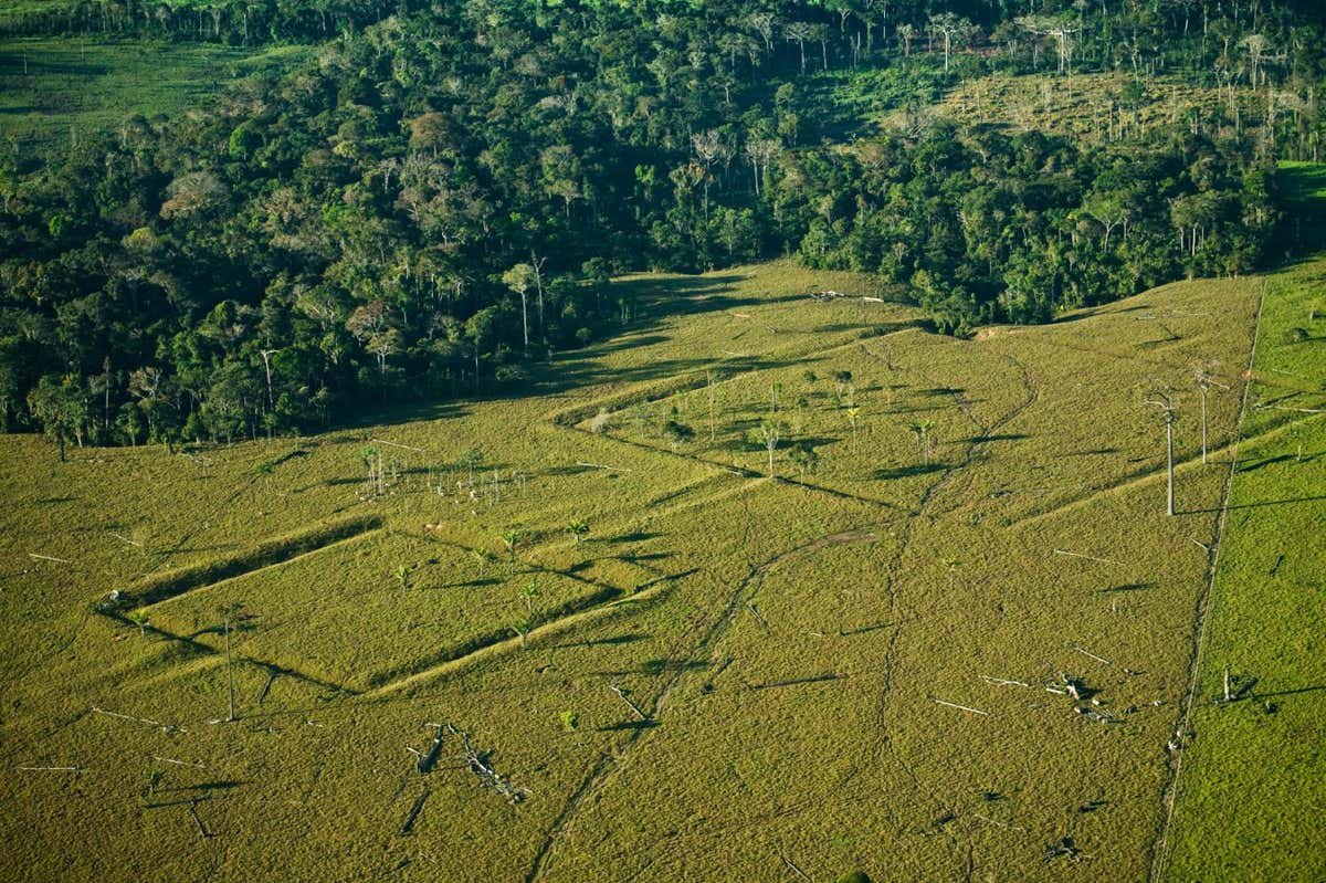 The Amazon would possibly include 1000’s of undiscovered historic buildings