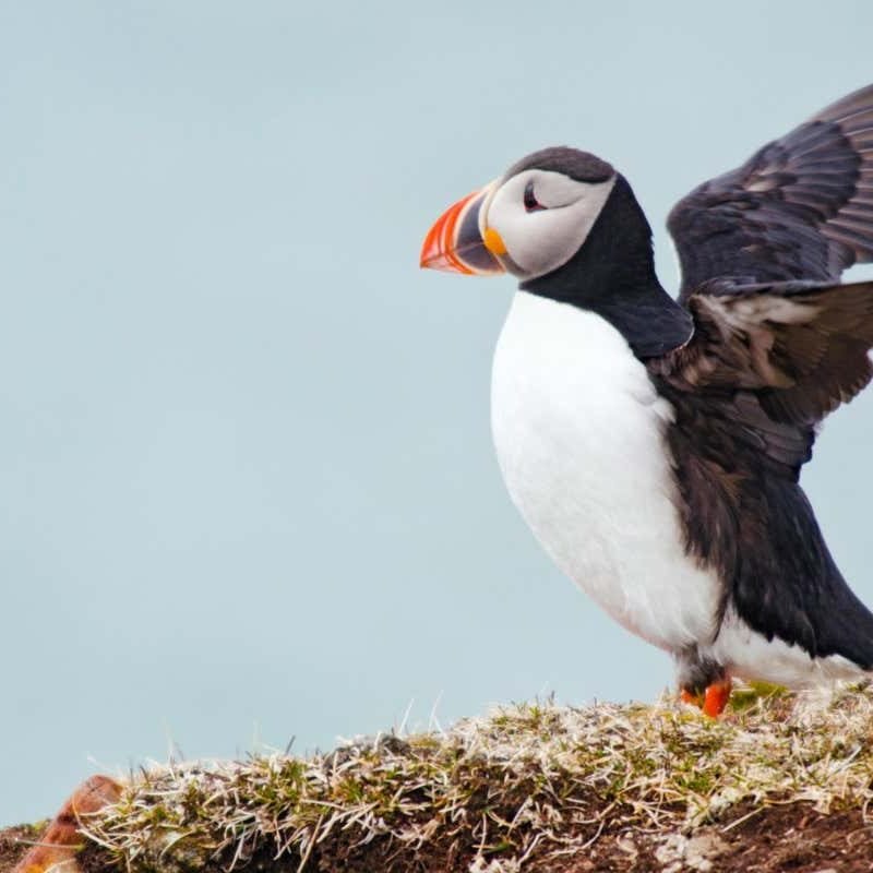 Hybrid puffins could have emerged within the twentieth century because of warming