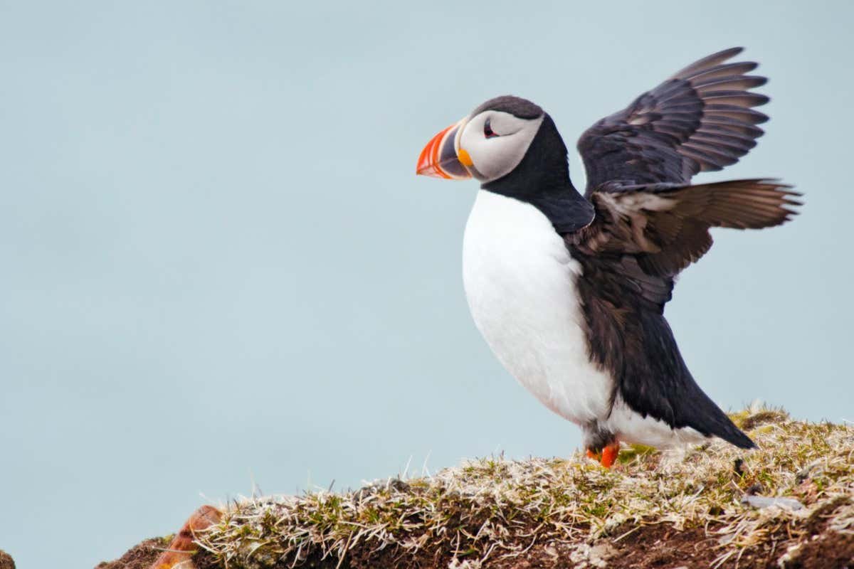 Hybrid puffins could have emerged within the twentieth century because of warming