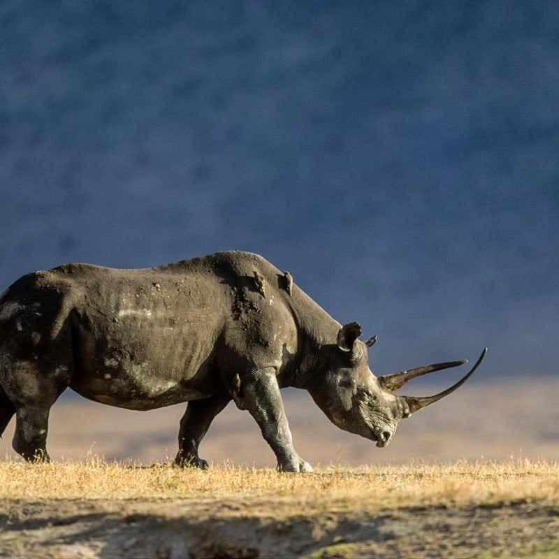 Innovations in line with threatened animals like rhinos are on the upward thrust