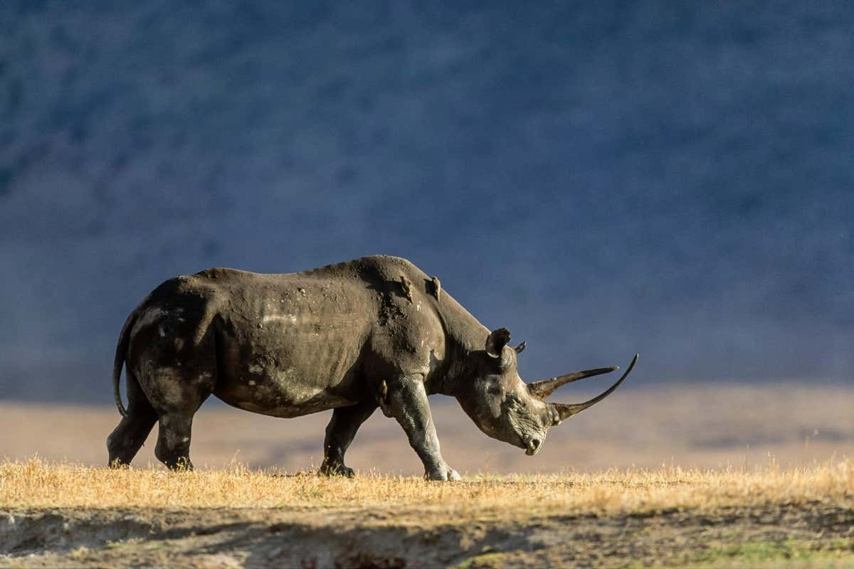 Innovations in line with threatened animals like rhinos are on the upward thrust