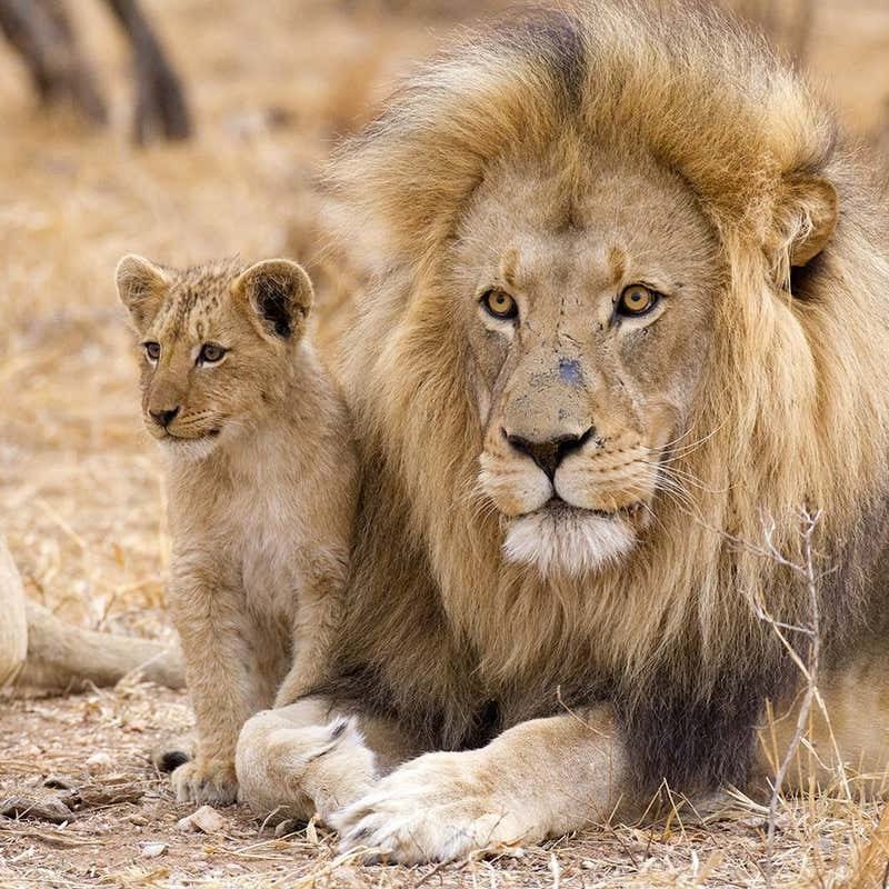 Do animals know that intercourse results in young children?