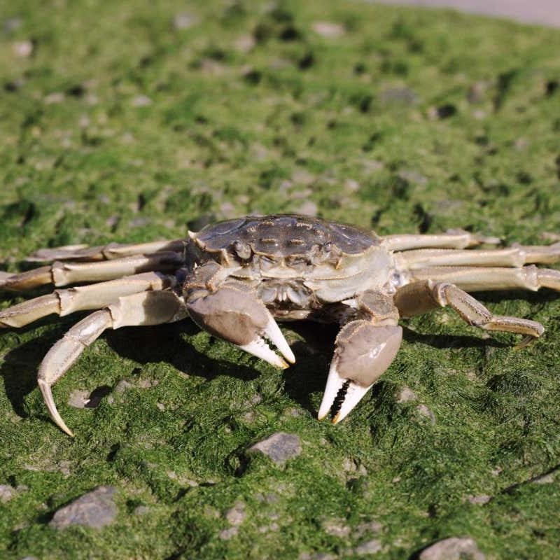 Hairy-clawed invasive Chinese language mitten crabs are spreading throughout the United Kingdom