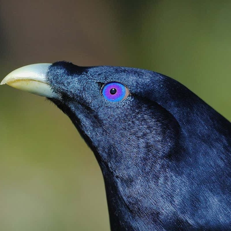 Why birds’ eyes may also be blue, inexperienced, crimson or orange