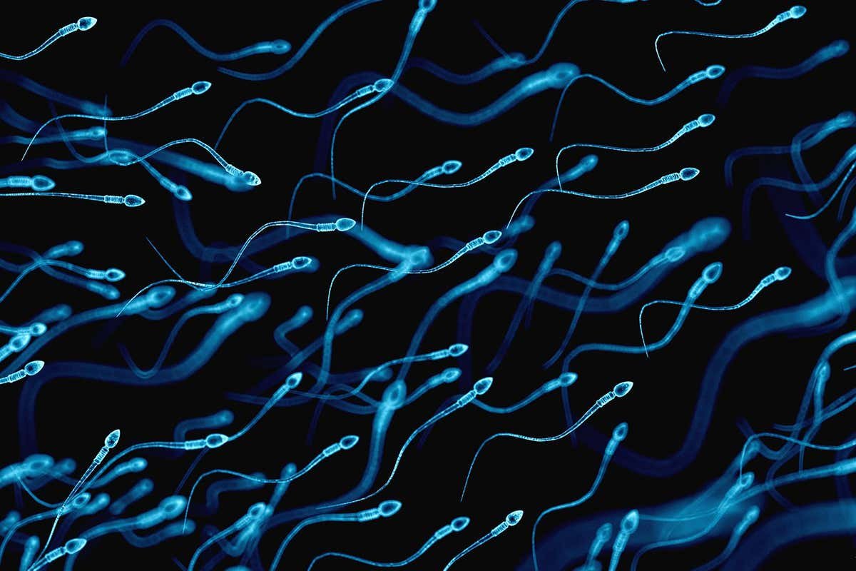 Sperm stuck breaking Newton’s 3rd regulation of movement