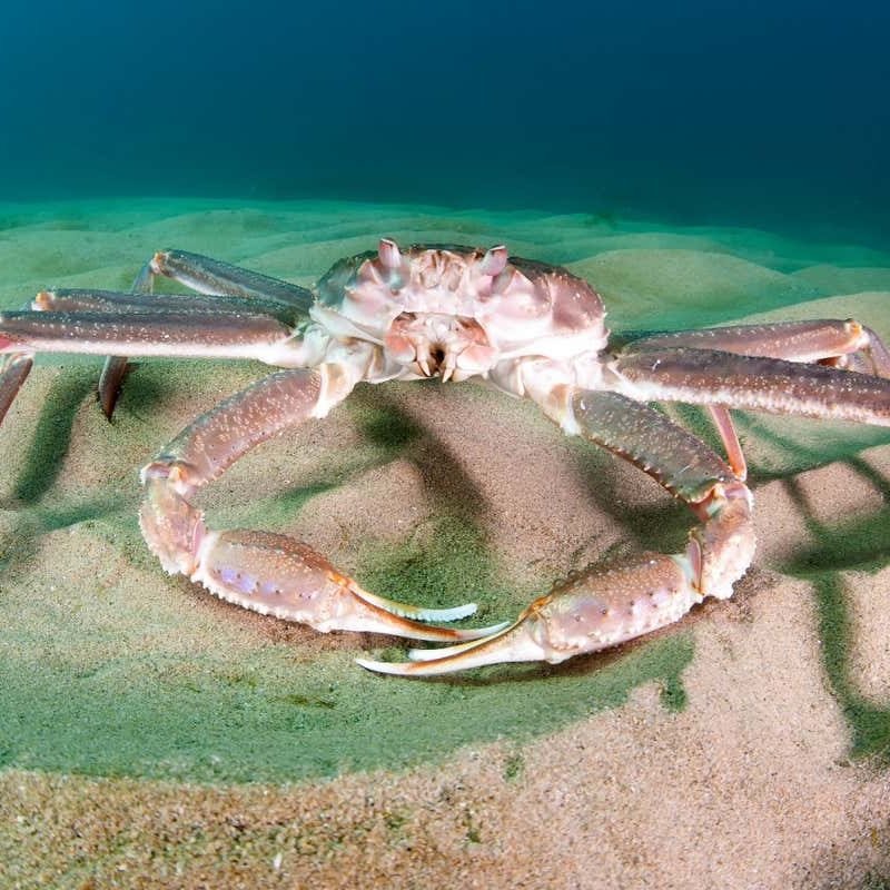 Heat seas blamed for the disappearance of 10 billion snow crabs