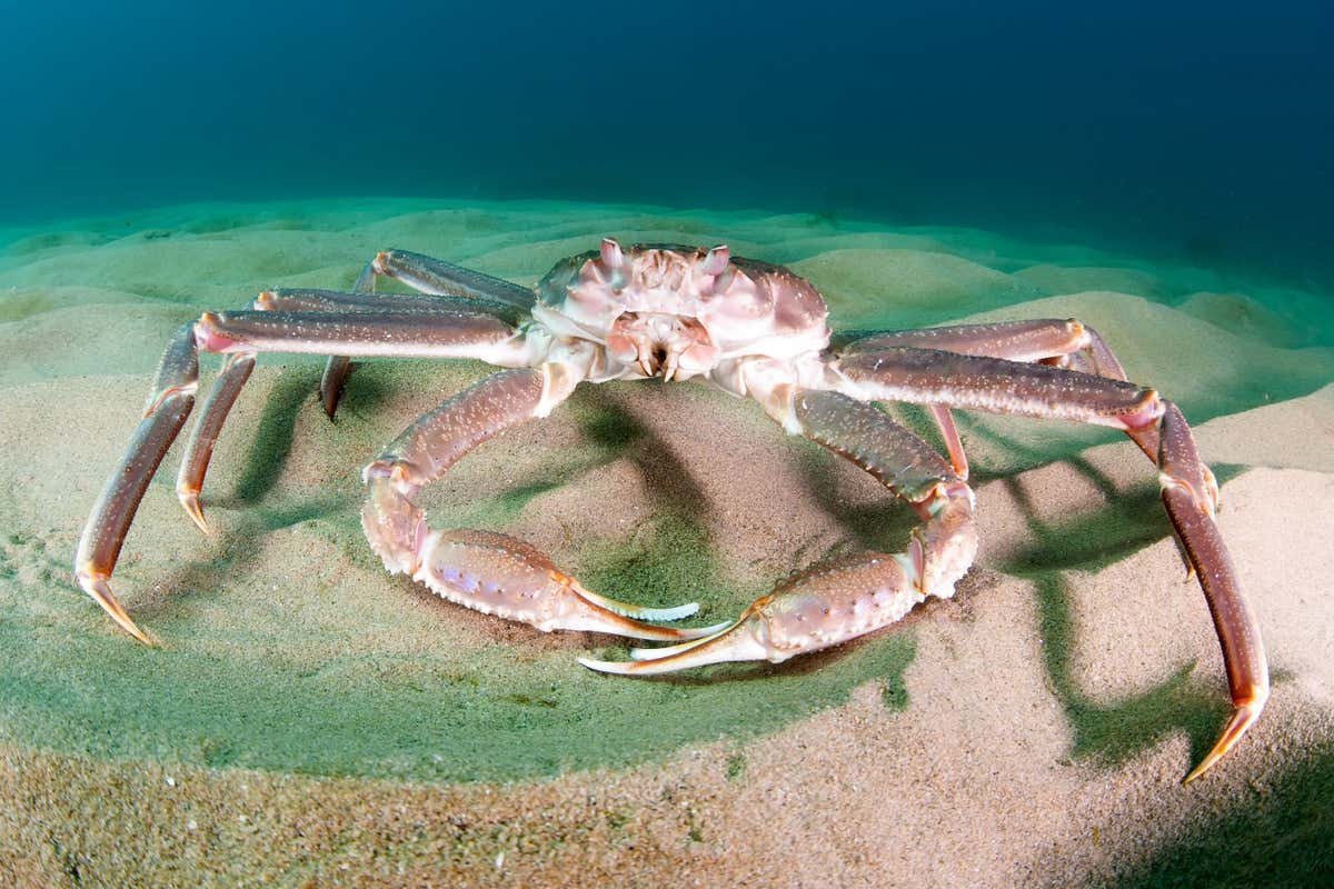 Heat seas blamed for the disappearance of 10 billion snow crabs