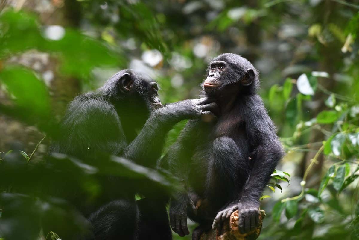 Bonobos are pleasant with the ones outdoor their organization – in contrast to chimps