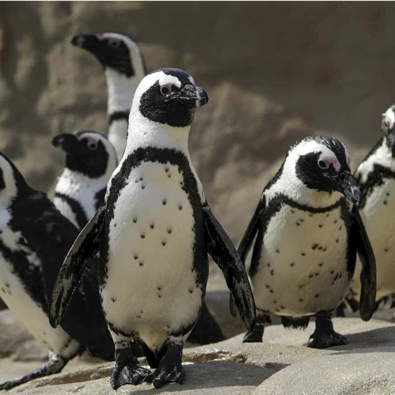 African penguins recognise their companions via the spots on their chest African penguins recognise their companions via the spots on their chest