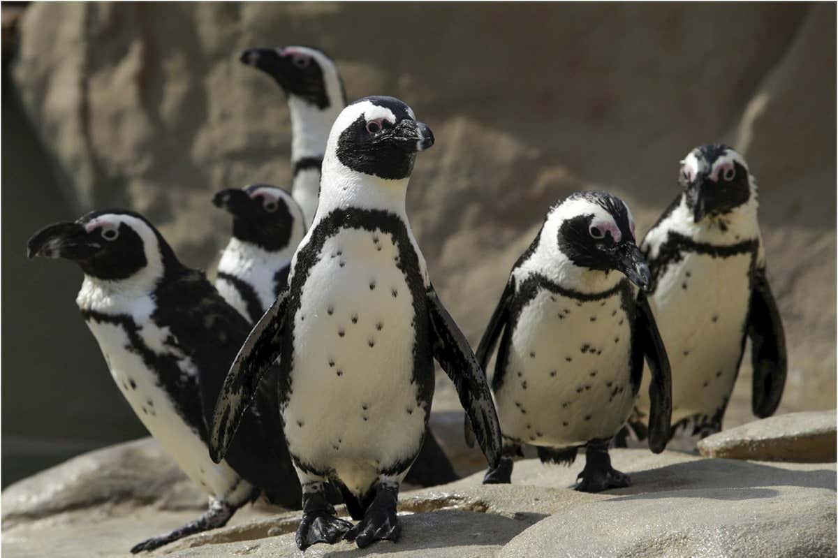 African penguins recognise their companions via the spots on their chest