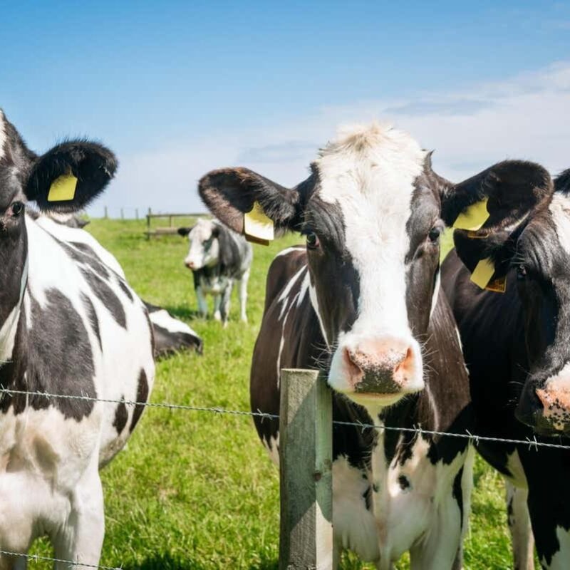 Nutrient present in red meat and milk displays promise towards a number of cancers Nutrient present in red meat and milk displays promise towards a number of cancers