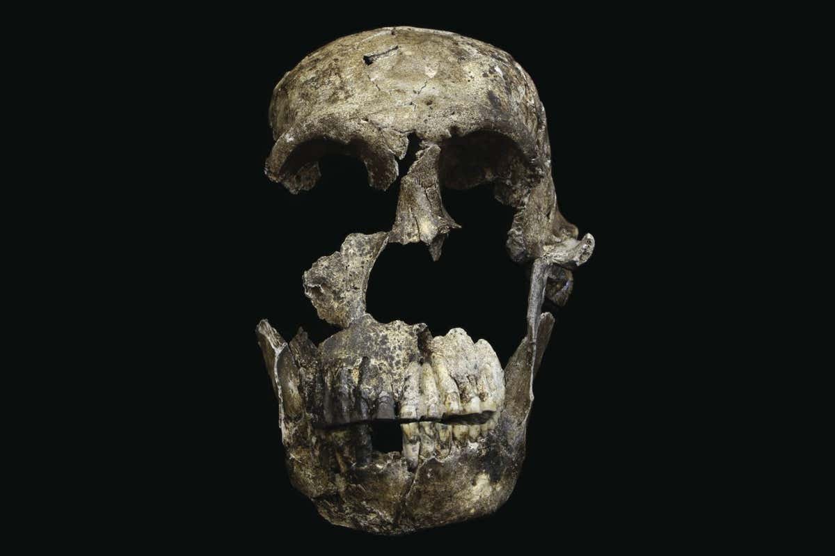 Did Homo naledi bury its useless? Debate rages over human relative