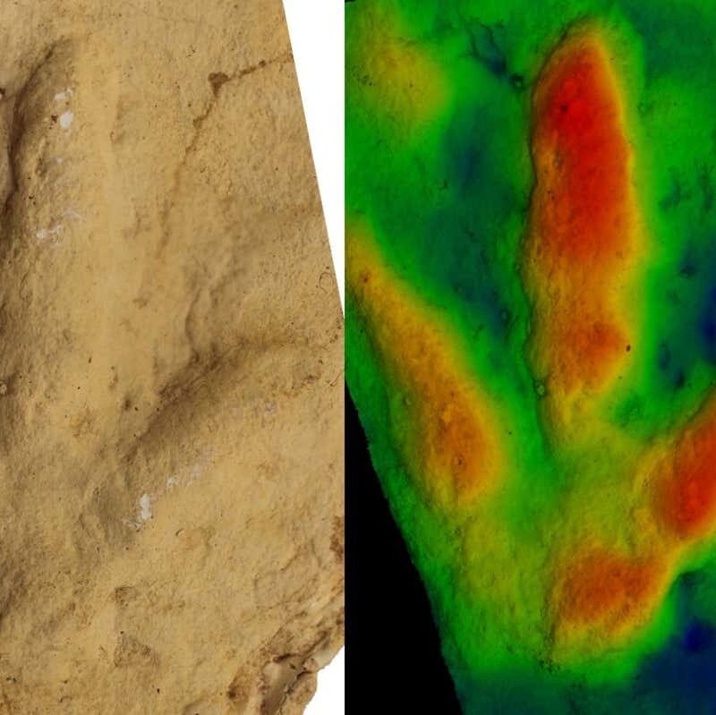 Unknown animals left birdlike footprints lengthy earlier than birds existed