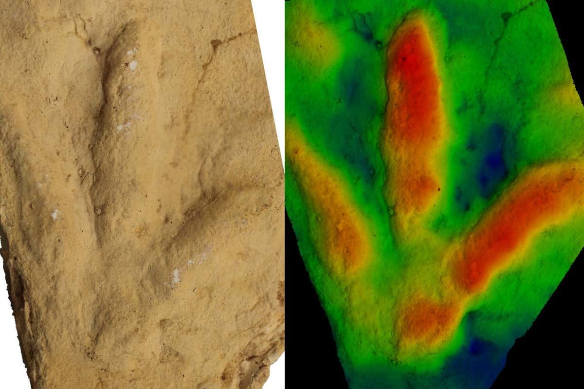 Unknown animals left birdlike footprints lengthy earlier than birds existed