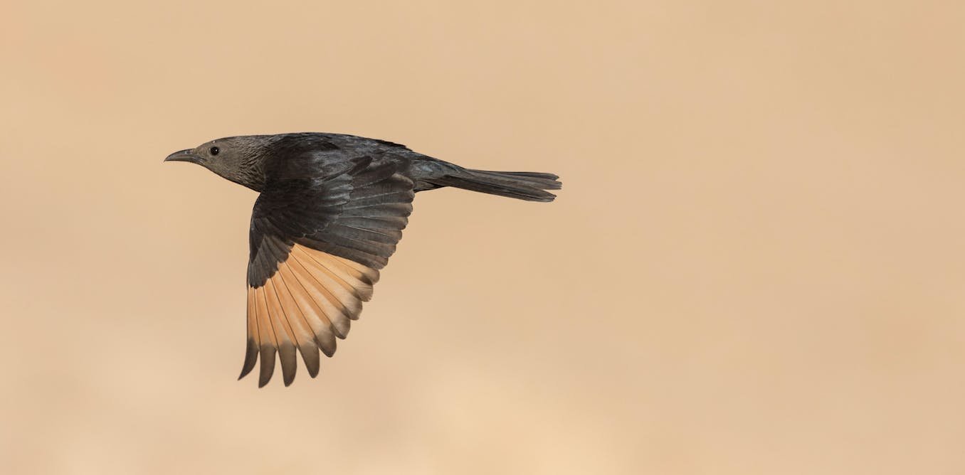 How a Victorian shuttle to Palestine spurred fashionable ornithology – and left it with imperial luggage