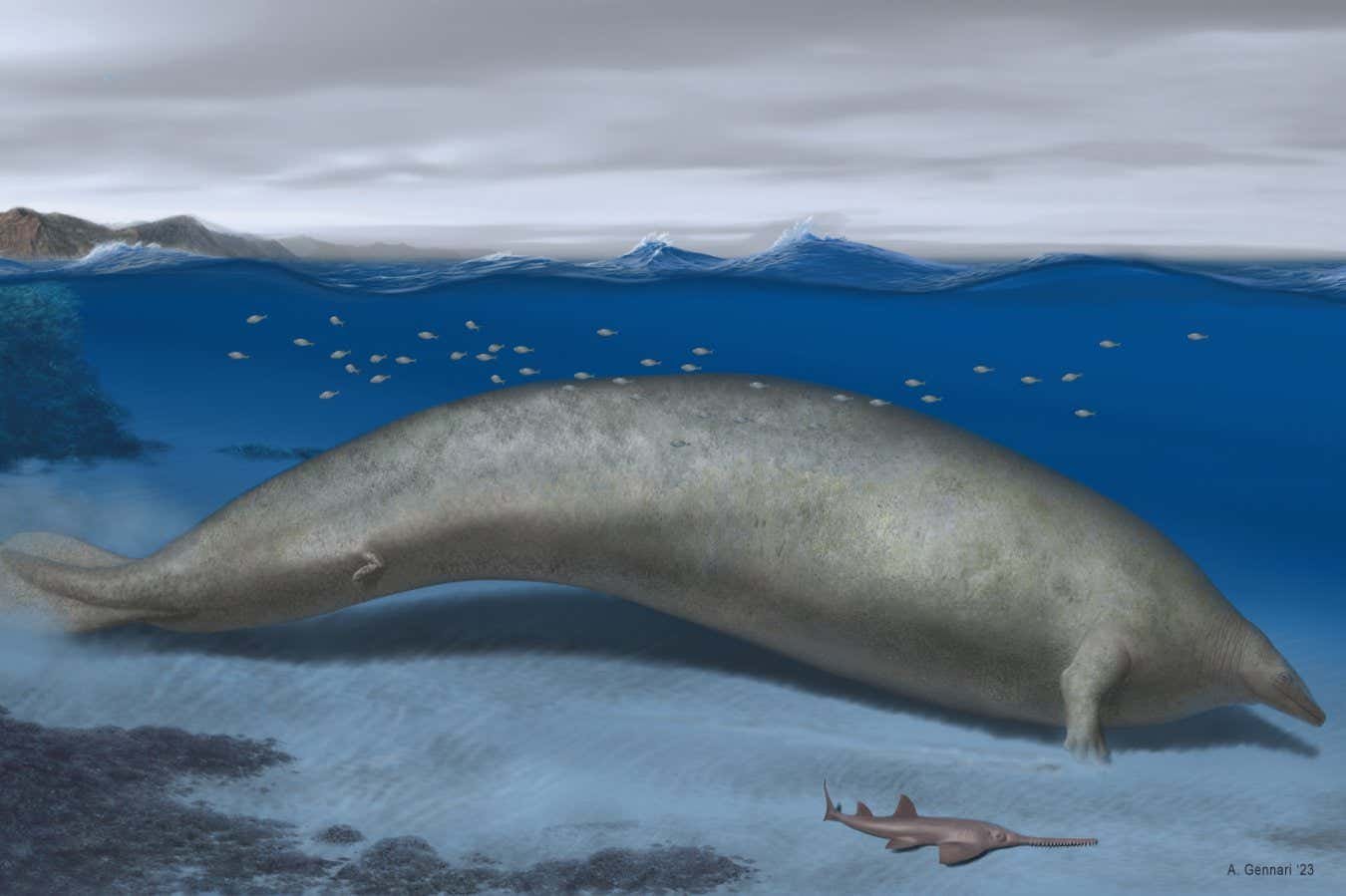 Perucetus colossus: An historic whale claimed the identify of heaviest animal ever in 2023