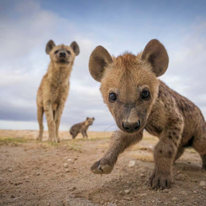 The most efficient animal footage of 2023, from hyenas to southern stingrays The most efficient animal footage of 2023, from hyenas to southern stingrays