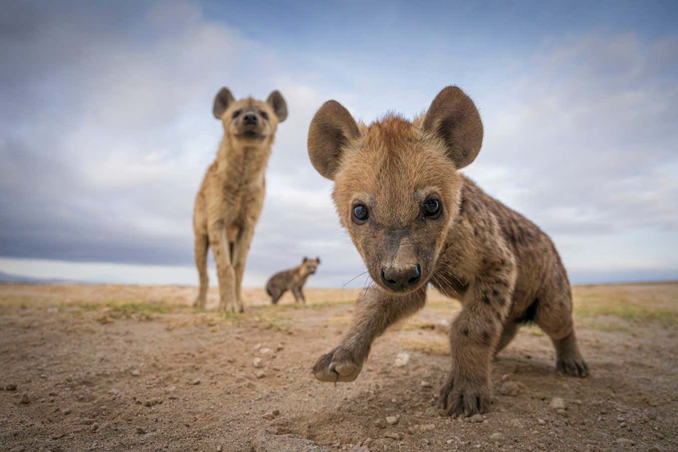 The most efficient animal footage of 2023, from hyenas to southern stingrays