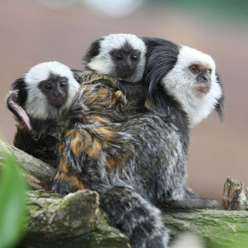 Marmosets switch mind cells with their siblings