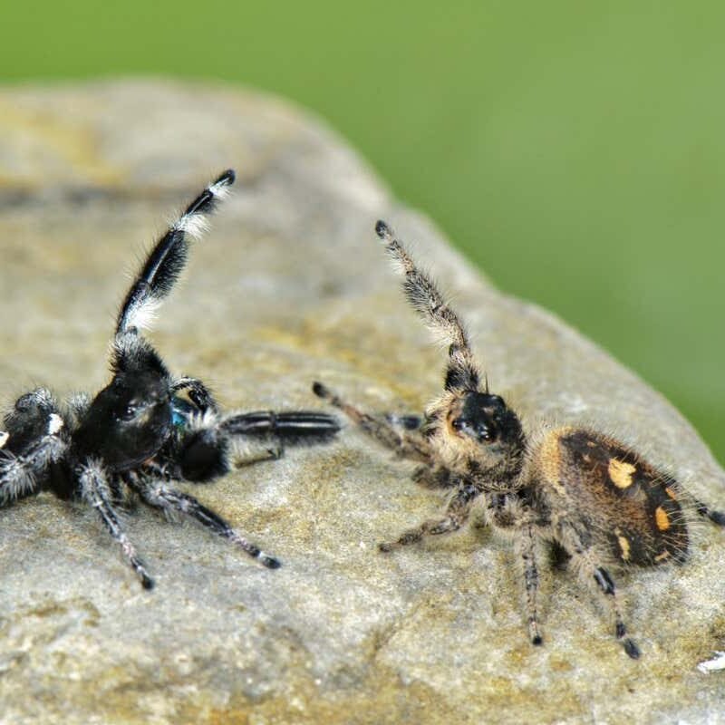 Leaping spiders appear to recognise each and every different if they have got met sooner than