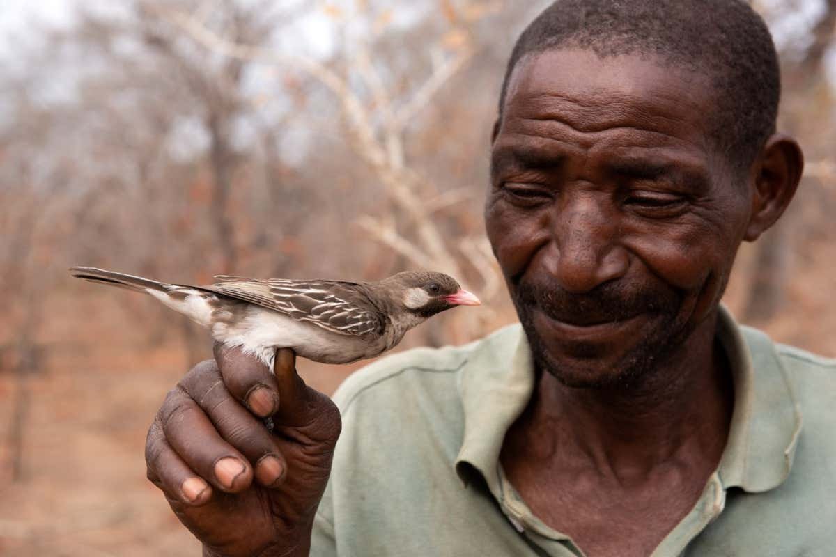 Honeyguide birds reply to important calls from human honey-hunters