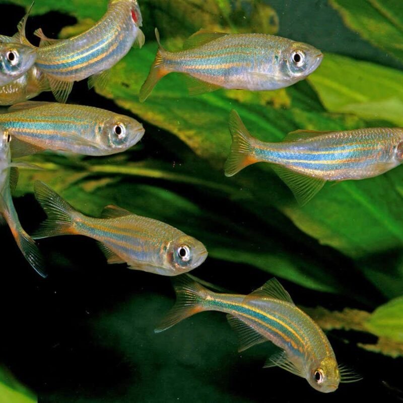 Swimming in combination we could fish transfer quicker whilst expending much less power Swimming in combination we could fish transfer quicker whilst expending much less power