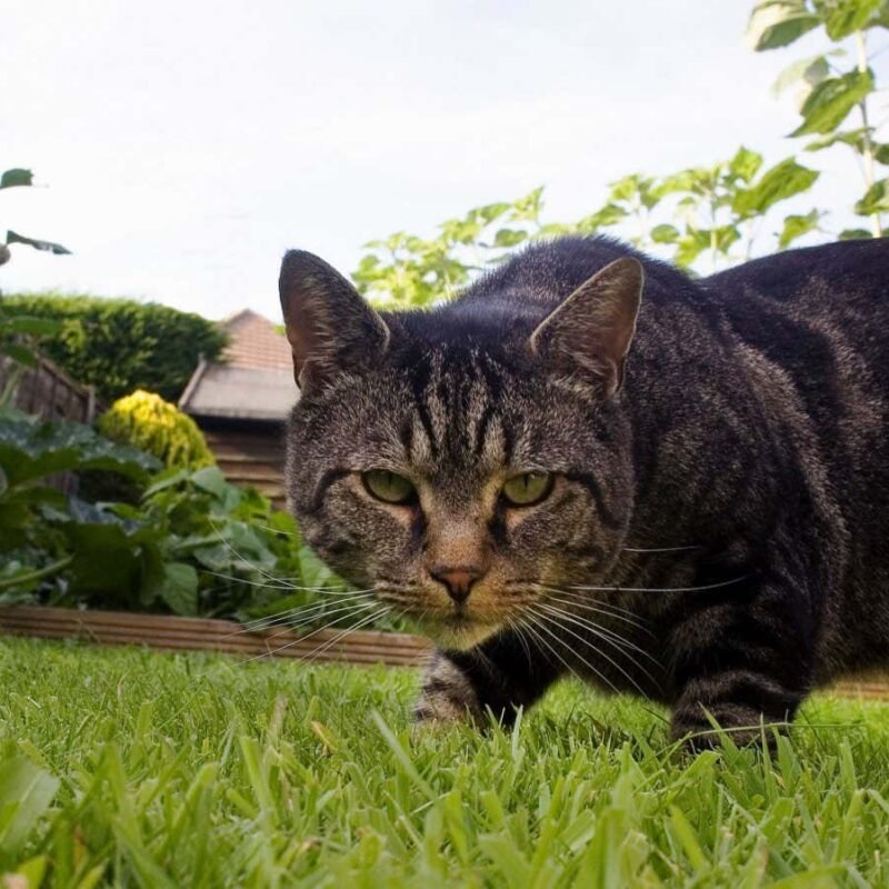 Home cats consume greater than 2000 species together with turtles and bugs