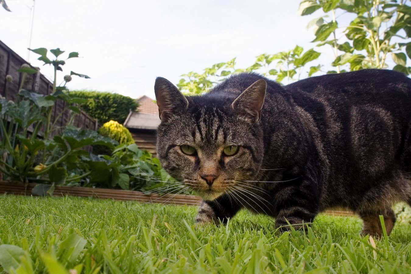 Home cats consume greater than 2000 species together with turtles and bugs