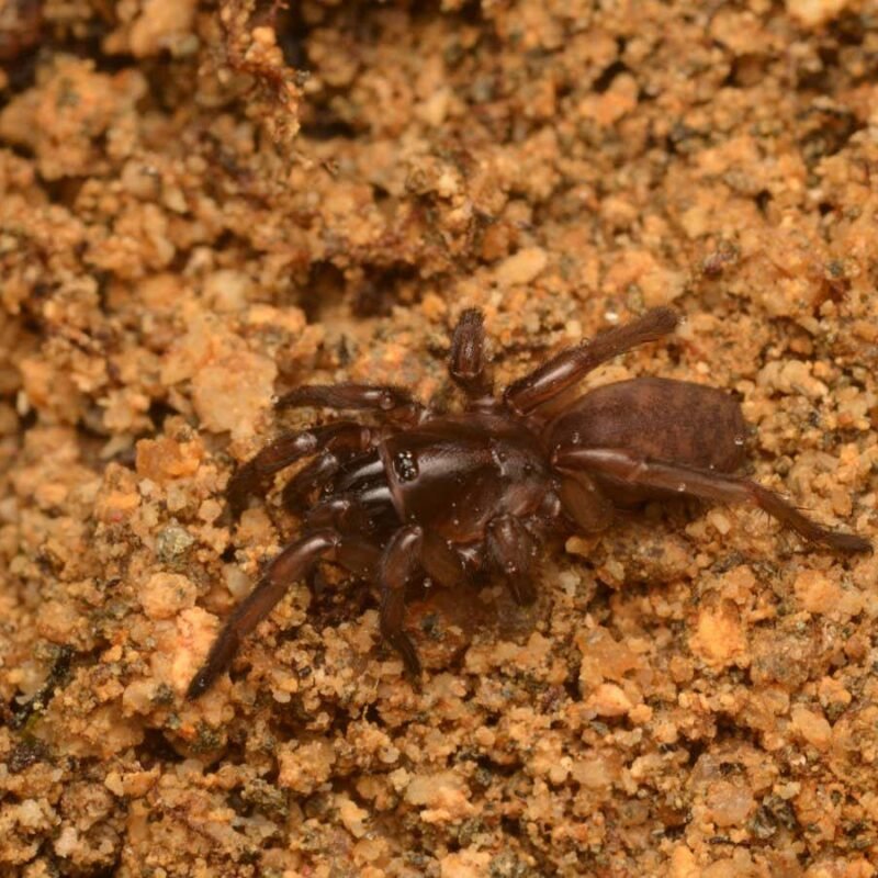 Fagilde’s trapdoor spider rediscovered in Portugal after disappearing for 92 years