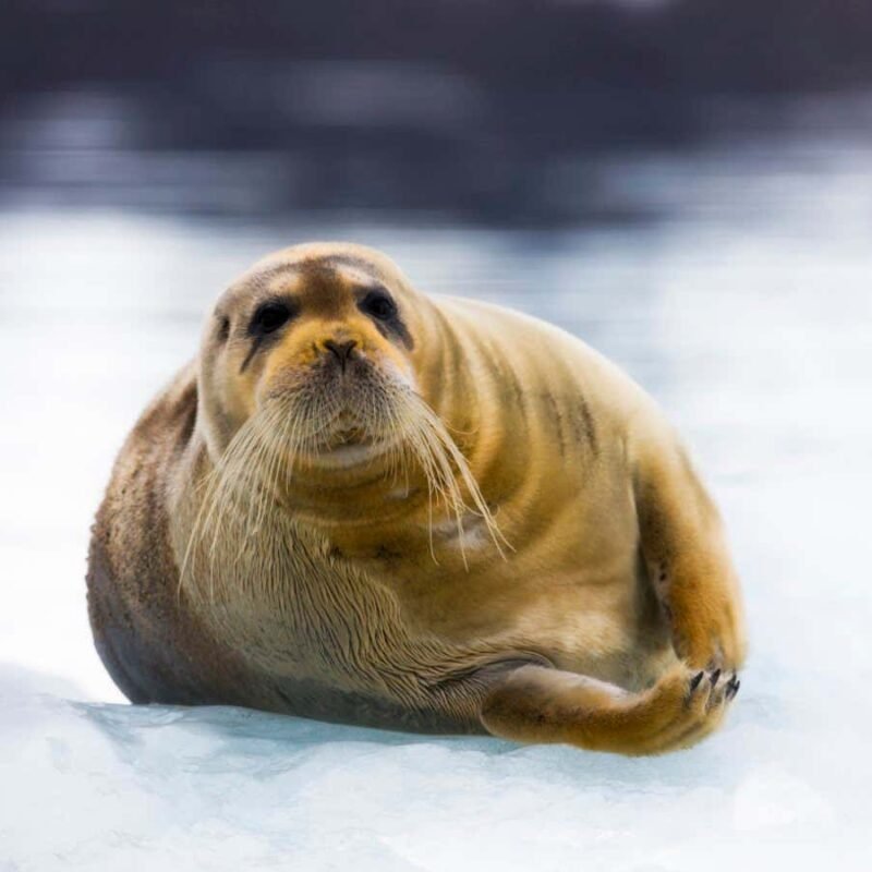 Arctic seals have bizarre bones of their noses that assist them keep heat Arctic seals have bizarre bones of their noses that assist them keep heat