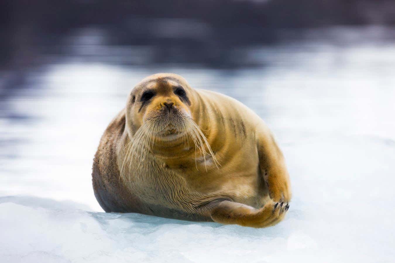 Arctic seals have bizarre bones of their noses that assist them keep heat