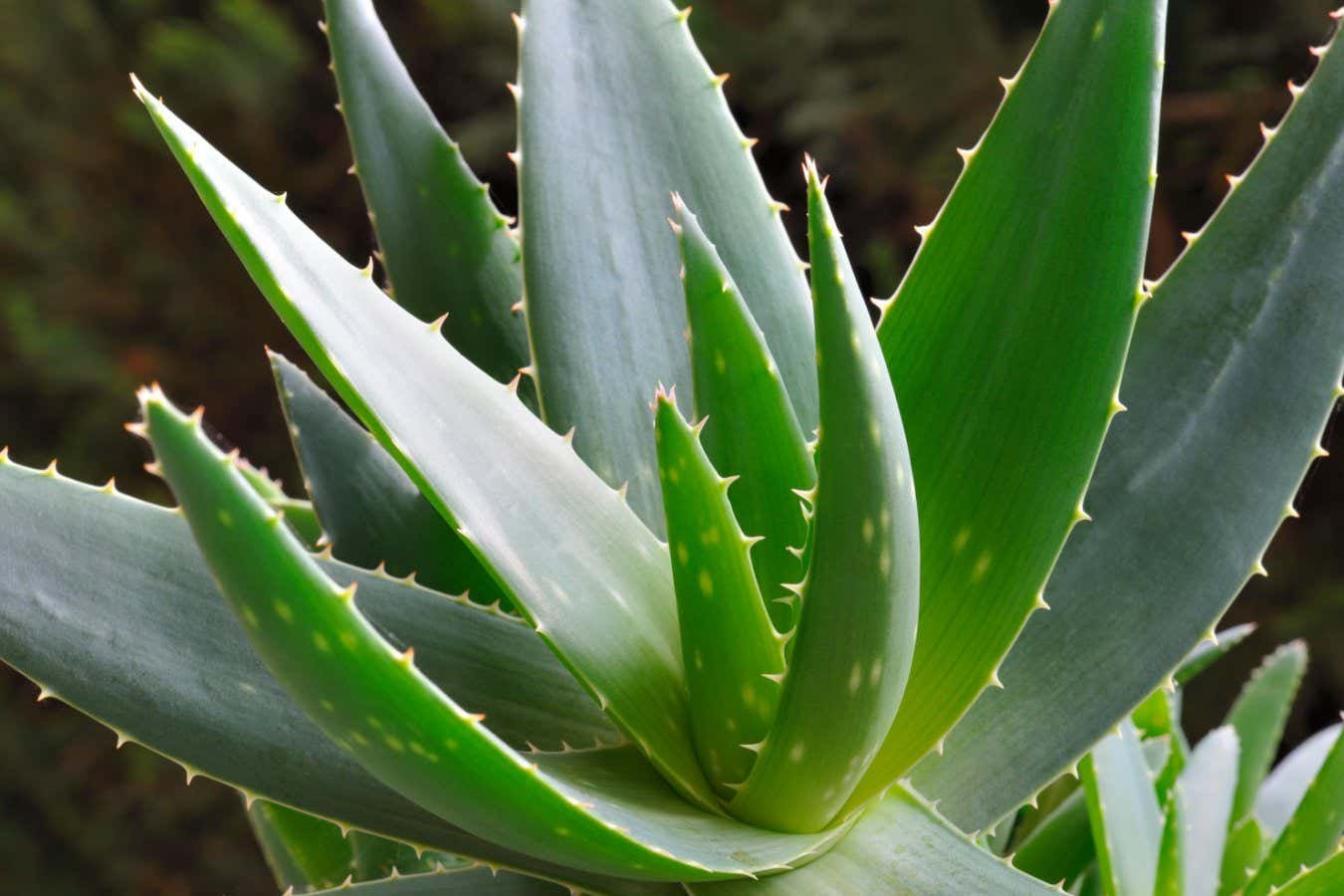 Aloe vera vegetation was energy-storing supercapacitors