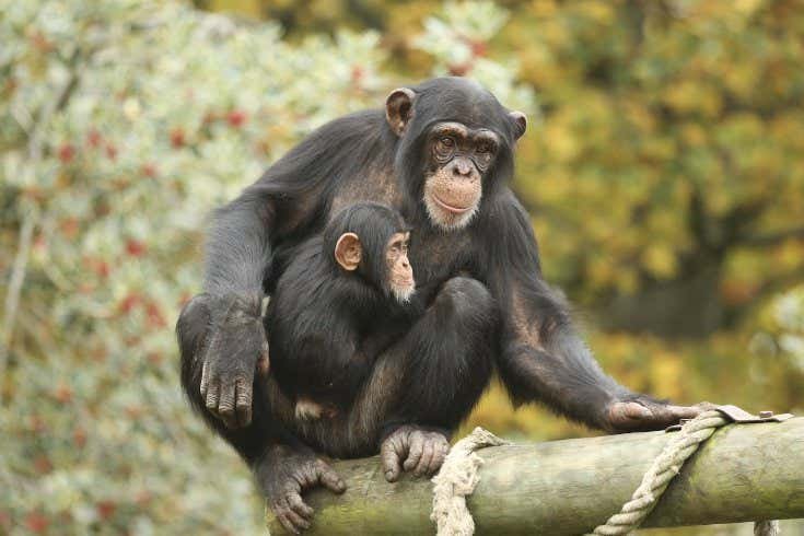 Chimpanzees recognise footage of buddies they have not noticed for many years