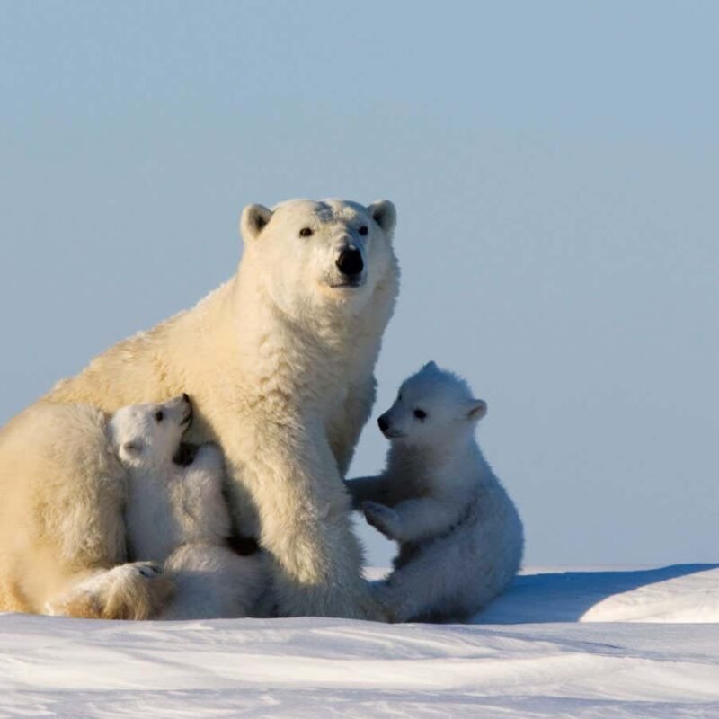 Sweater that mimics polar endure fur would possibly stay you heat in excessive chilly Sweater that mimics polar endure fur would possibly stay you heat in excessive chilly