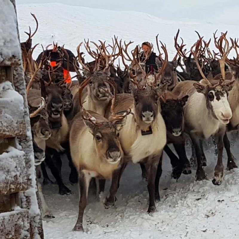 Reindeer can bite their meals and sleep on the identical time Reindeer can bite their meals and sleep on the identical time