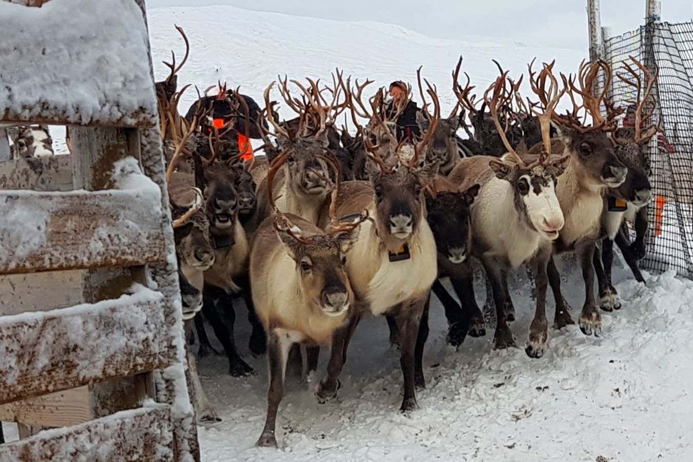 Reindeer can bite their meals and sleep on the identical time