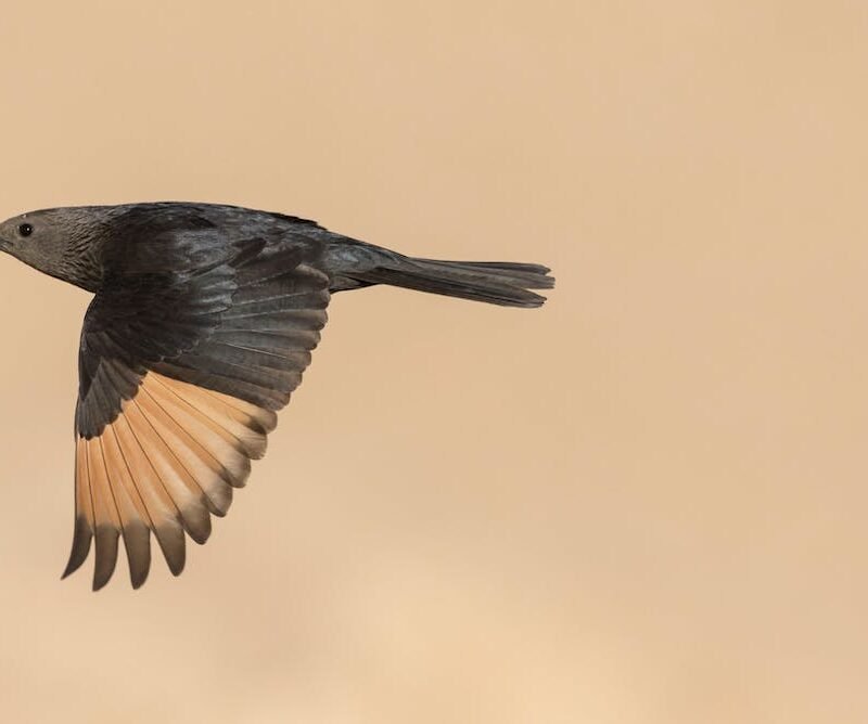 How a colonial shuttle to Palestine spurred fashionable ornithology – and left it with imperial luggage How a colonial shuttle to Palestine spurred fashionable ornithology – and left it with imperial luggage