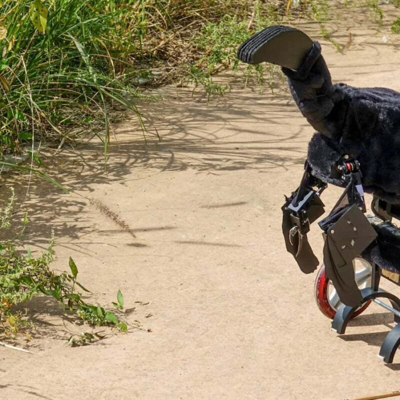 Dinosaurs evolved feathers to scare prey, suggests robot experiment Dinosaurs evolved feathers to scare prey, suggests robot experiment