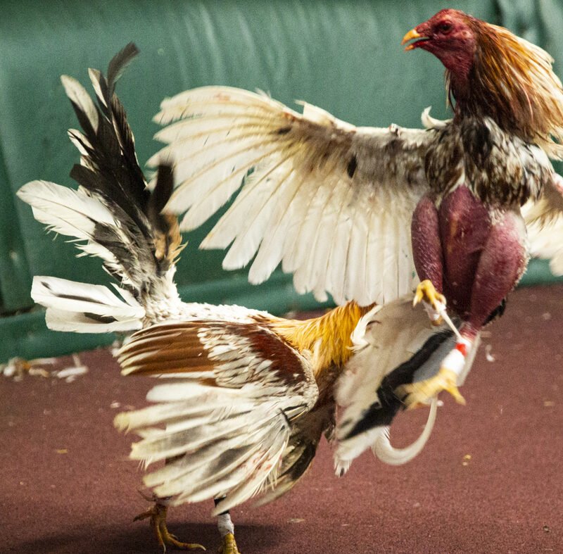 Loss of life Of A Blood Recreation : Code Transfer : NPR