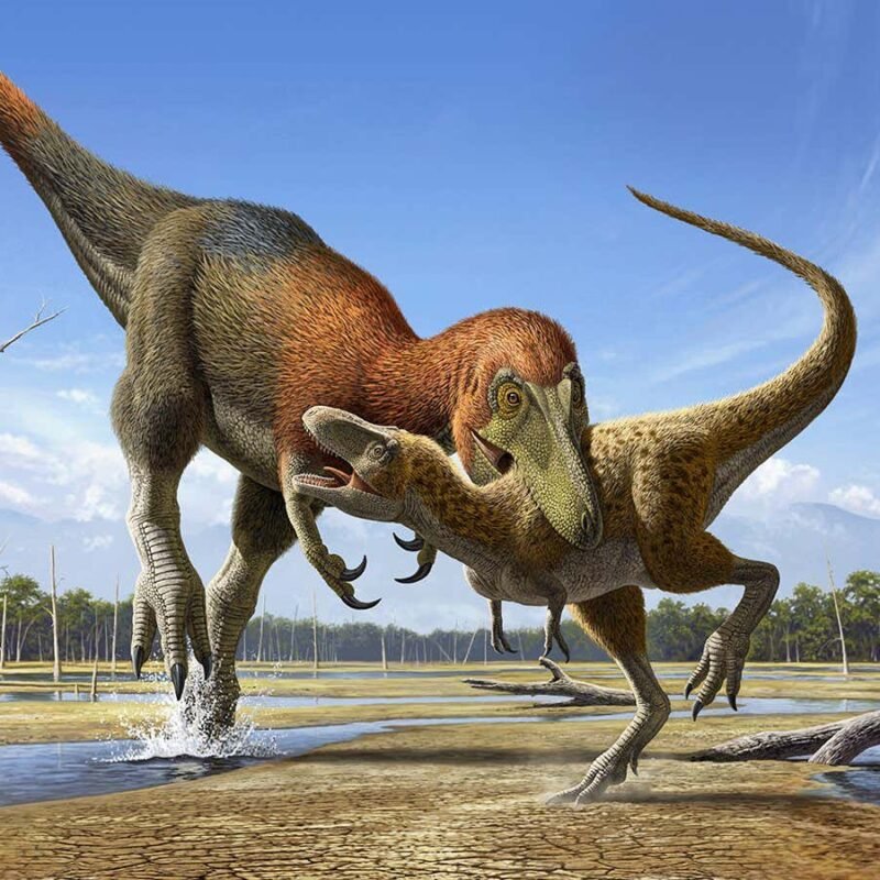 Tiny T. rex fossils is also distinct species – however no longer everybody is of the same opinion