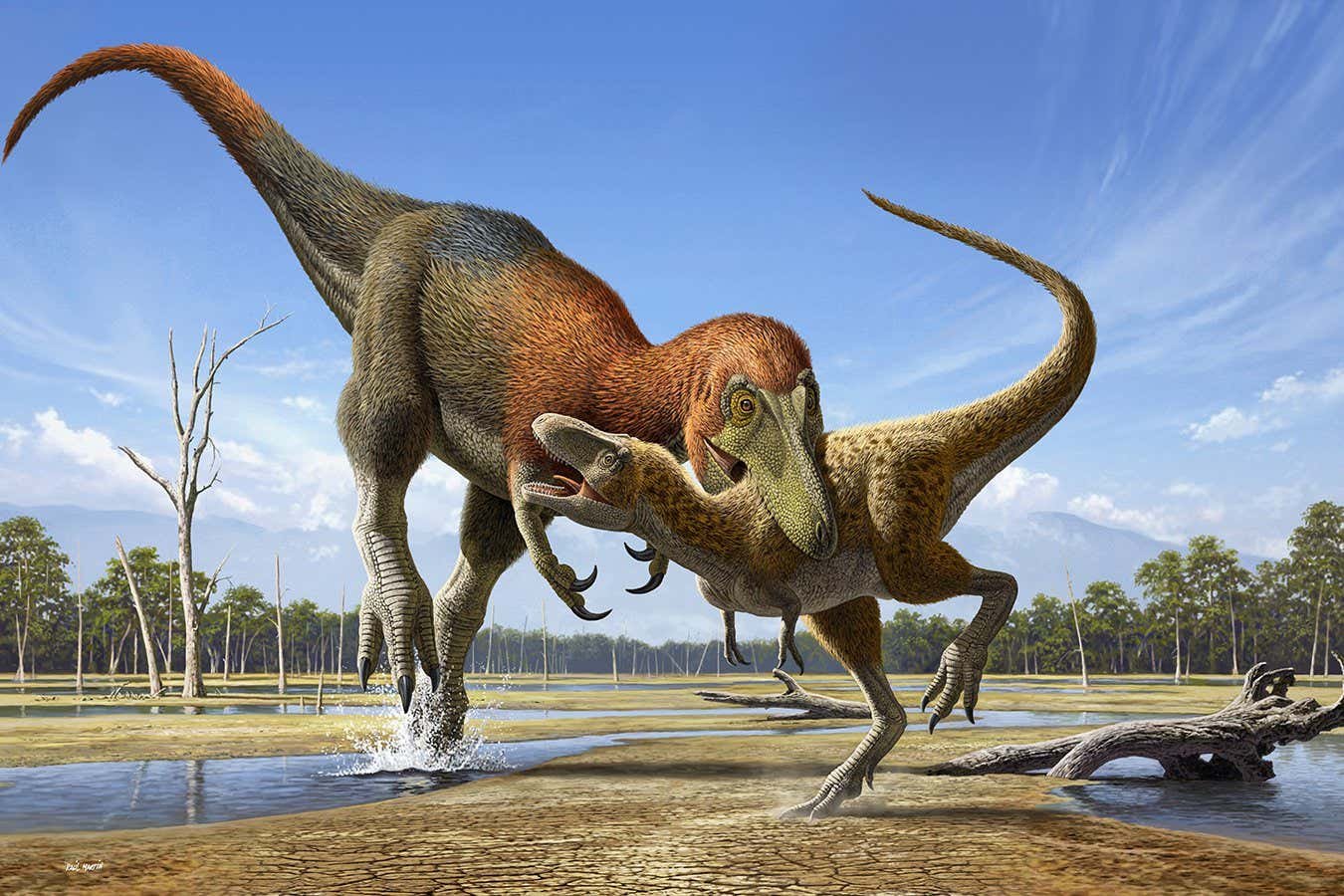 Tiny T. rex fossils is also distinct species – however no longer everybody is of the same opinion