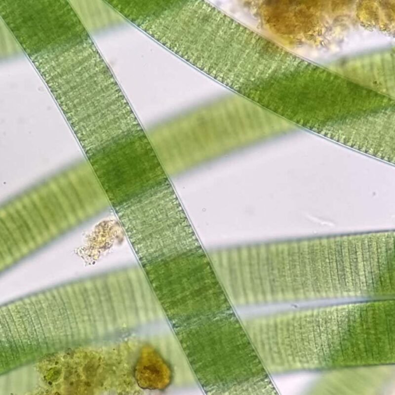 1.75-billion-year-old fossils assist provide an explanation for how photosynthesis advanced