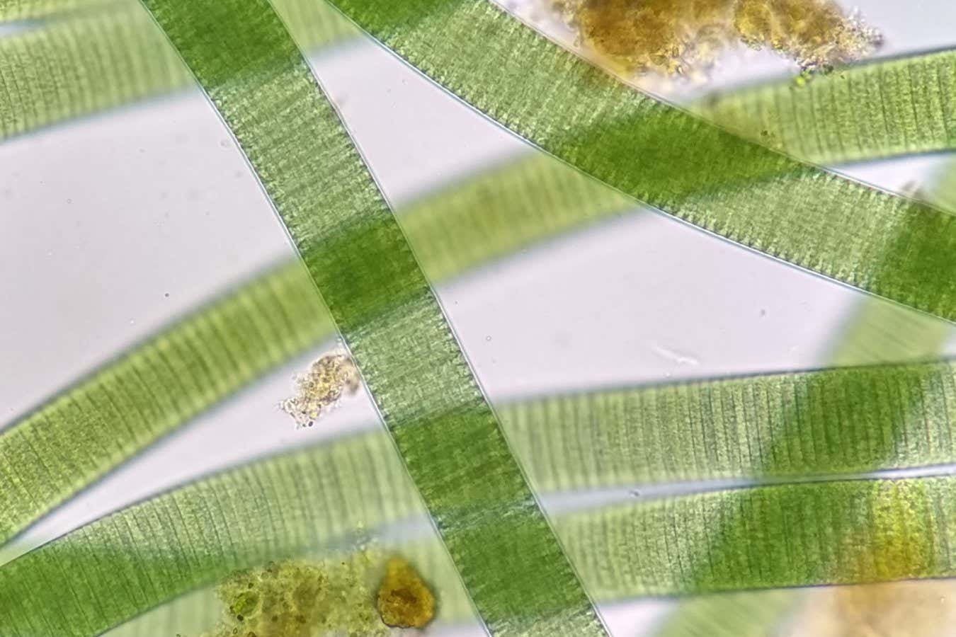 1.75-billion-year-old fossils assist provide an explanation for how photosynthesis advanced