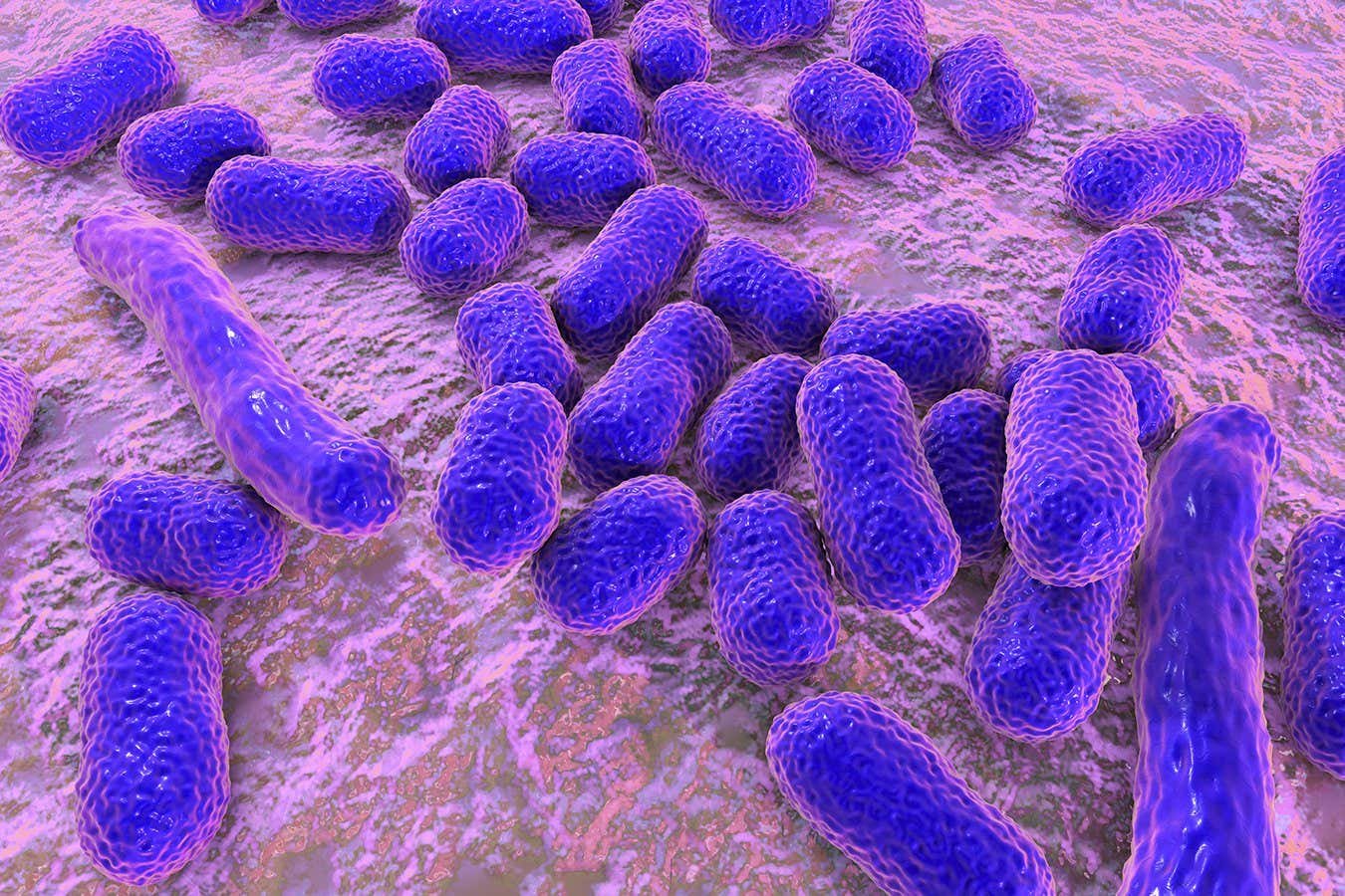 Membrane-destroying drug works in opposition to antibiotic-resistant micro organism