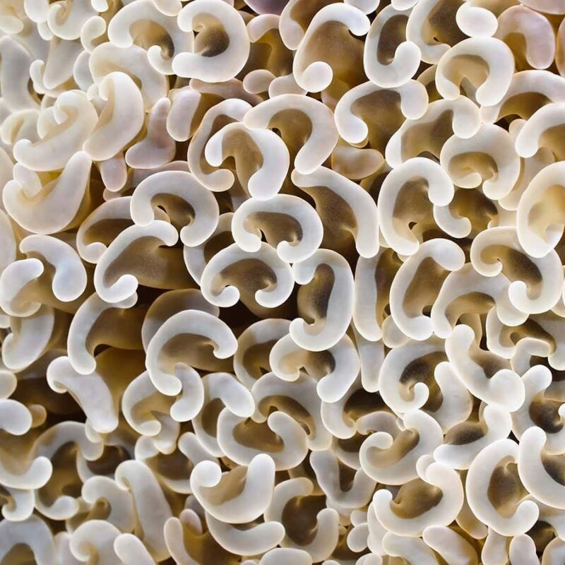 Some corals trade intercourse every 12 months so they may be able to to find friends