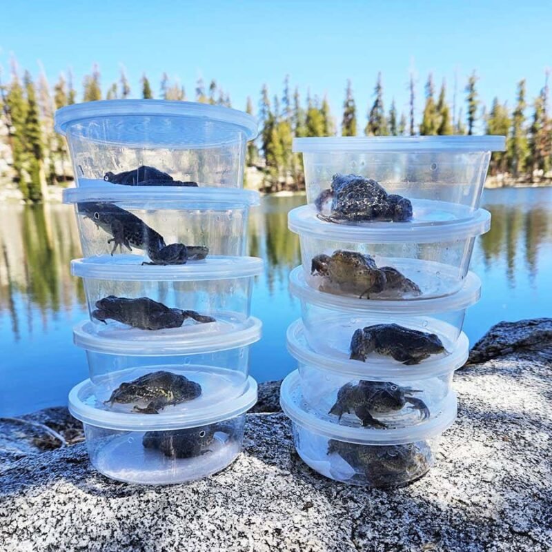 California frog reintroduction is unusual victory towards fungal pandemic