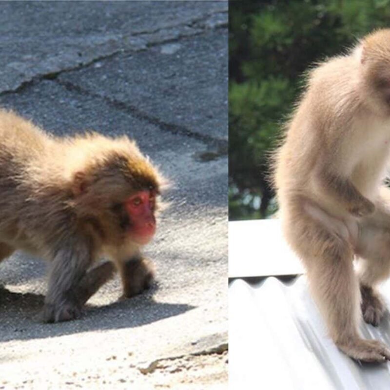 How wild primates adapt to living with disabilities How wild primates adapt to living with disabilities