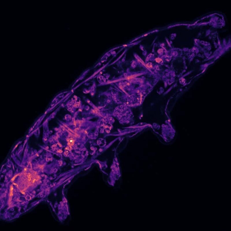 We finally know how tardigrades can survive extreme conditions